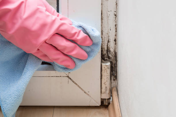 Best Attic Mold Removal  in Whitfield, PA