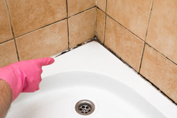 Attic Mold Removal in Whitfield, PA