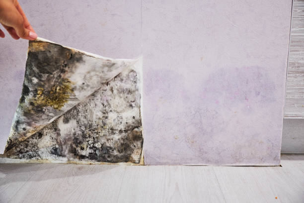 Best Mold Removal Process  in Whitfield, PA